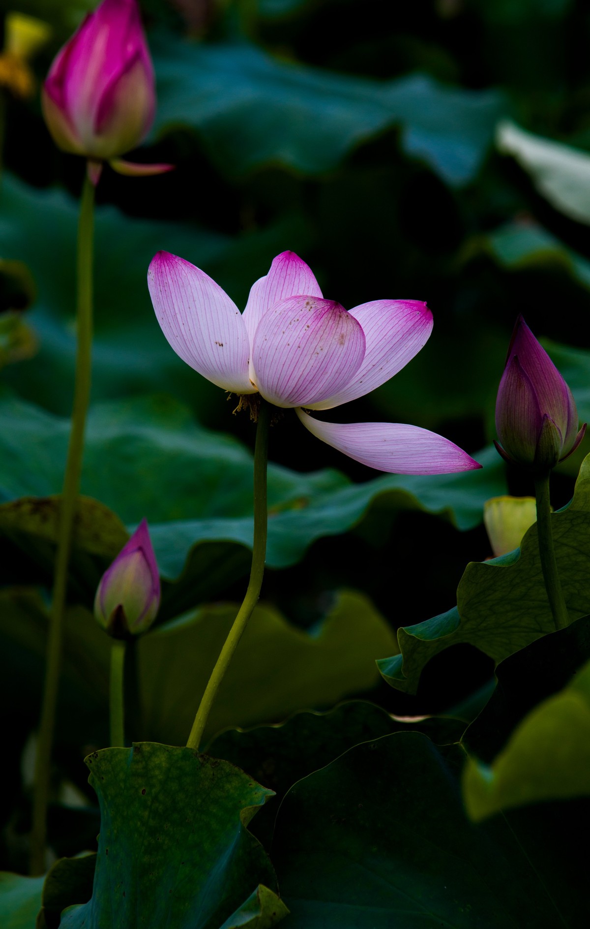 上班路上碰到一片荷花