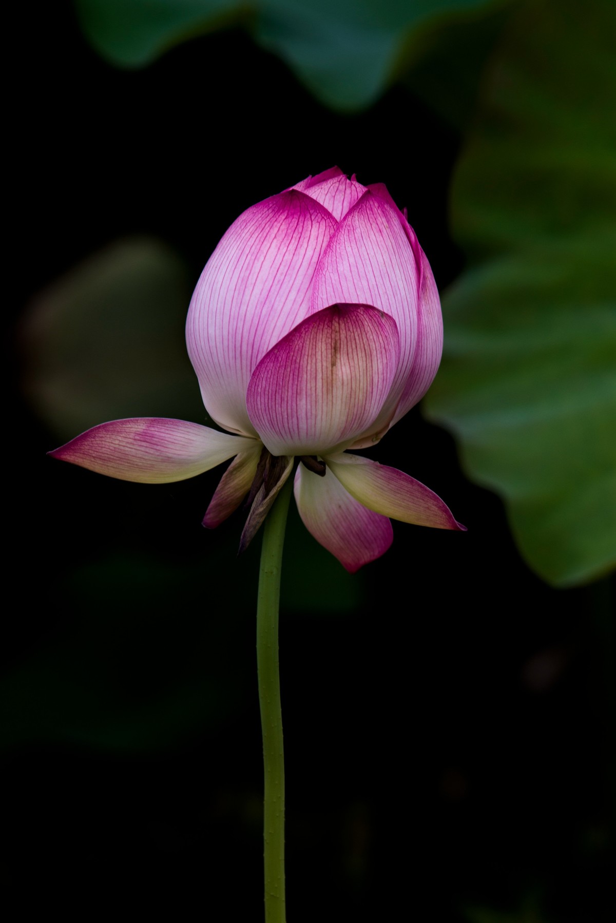 上班路上碰到一片荷花