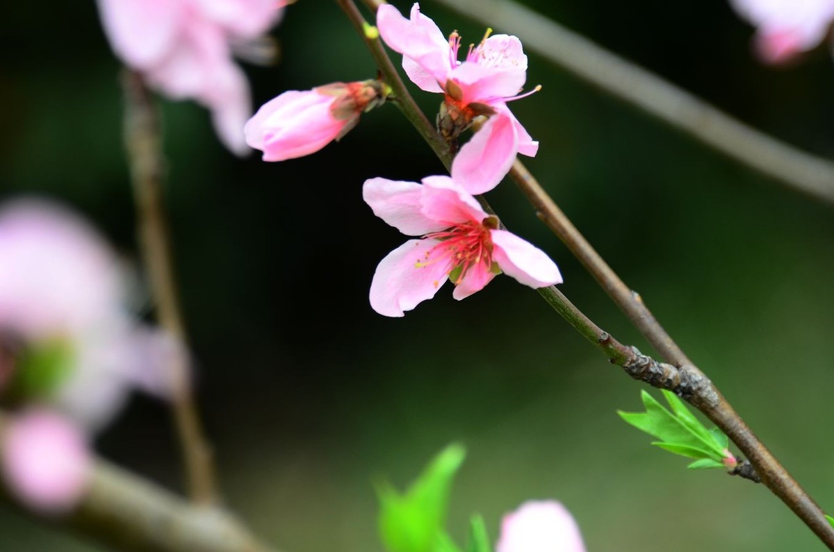 花卉系列【3238】