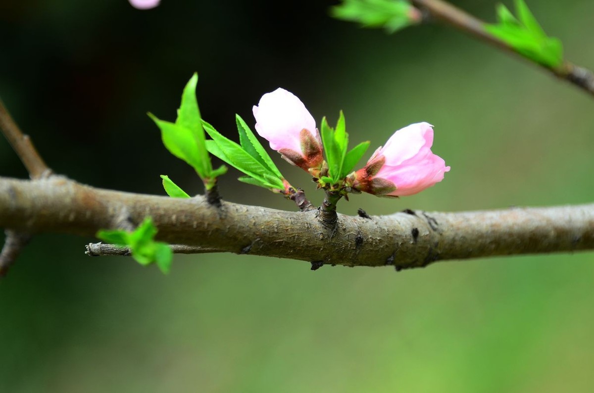 花卉系列【3238】