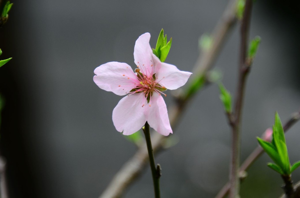 花卉系列【3238】