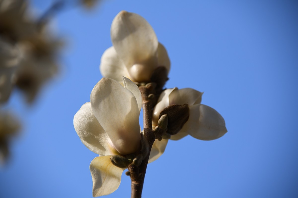 2023玉兰花（15）