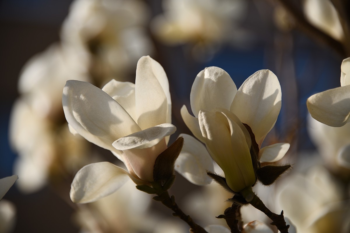 2023玉兰花（15）