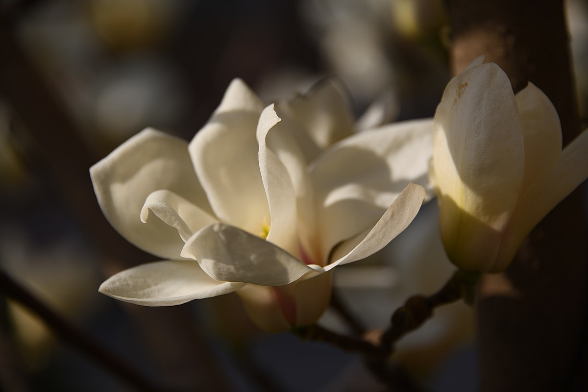 2023玉兰花（15）