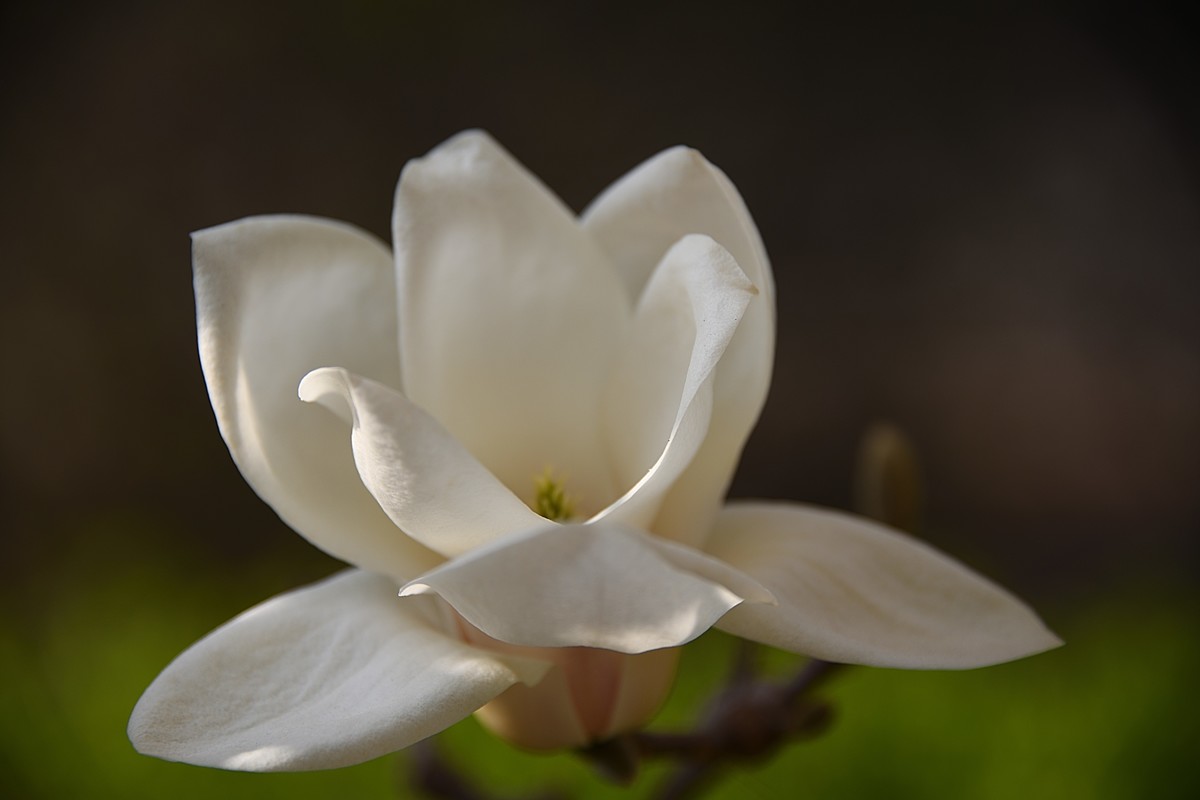 2023玉兰花（15）