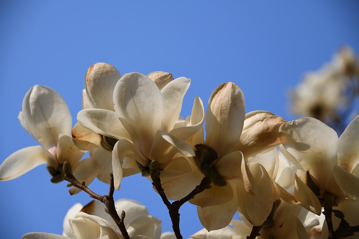 2023玉兰花（15）