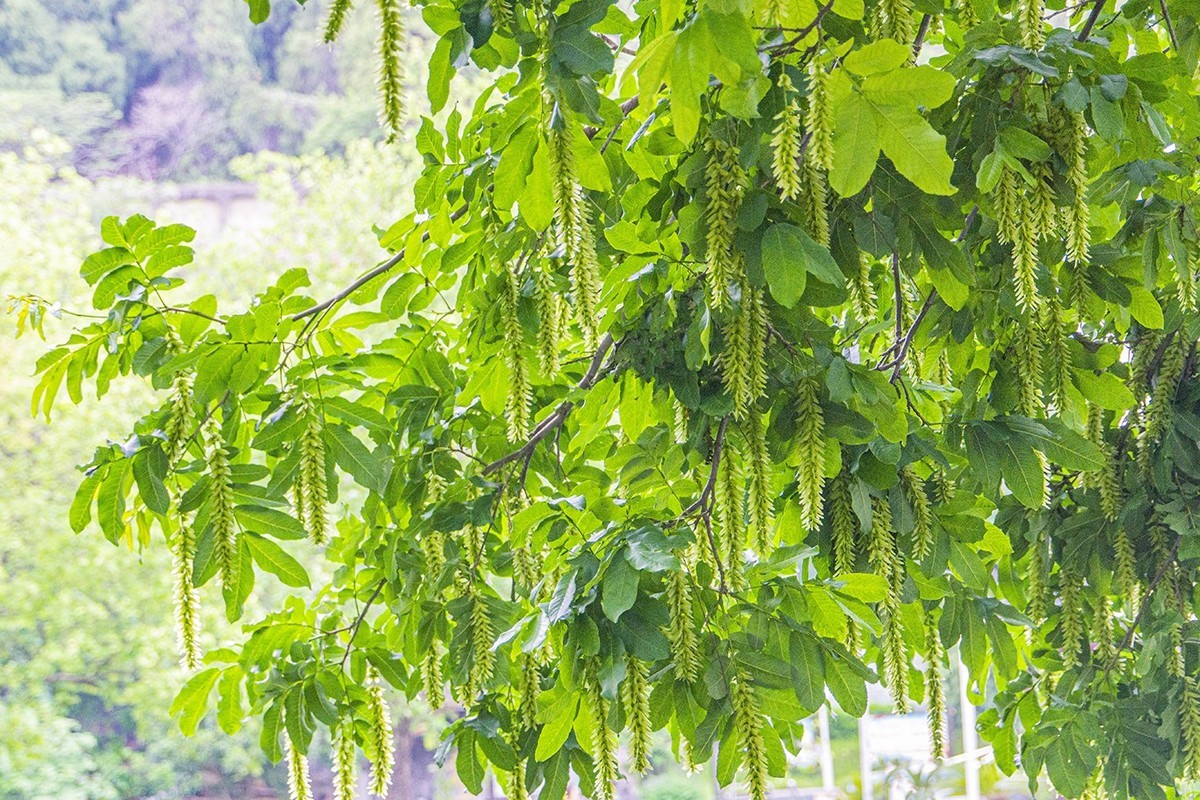 柳花穗绿-中关村在线摄影论坛