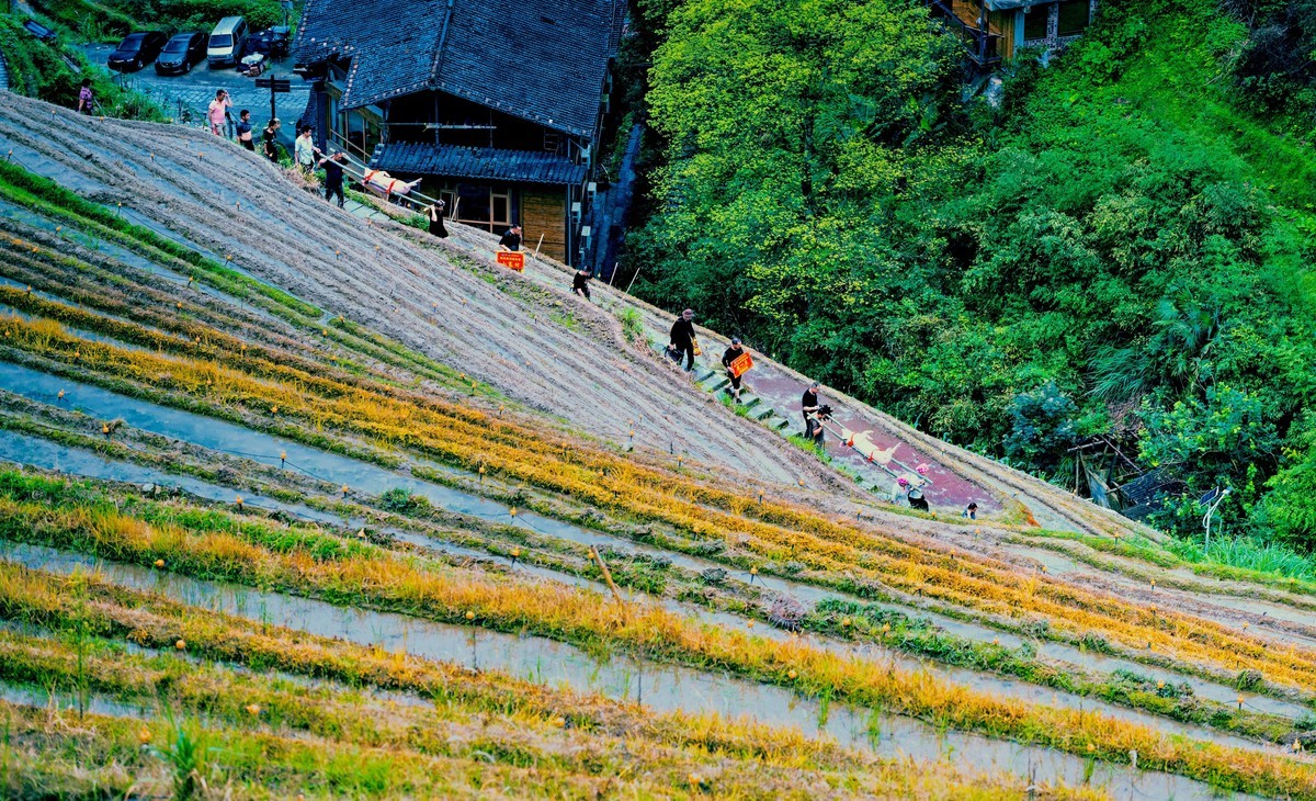 2024一一龙脊梳秧节