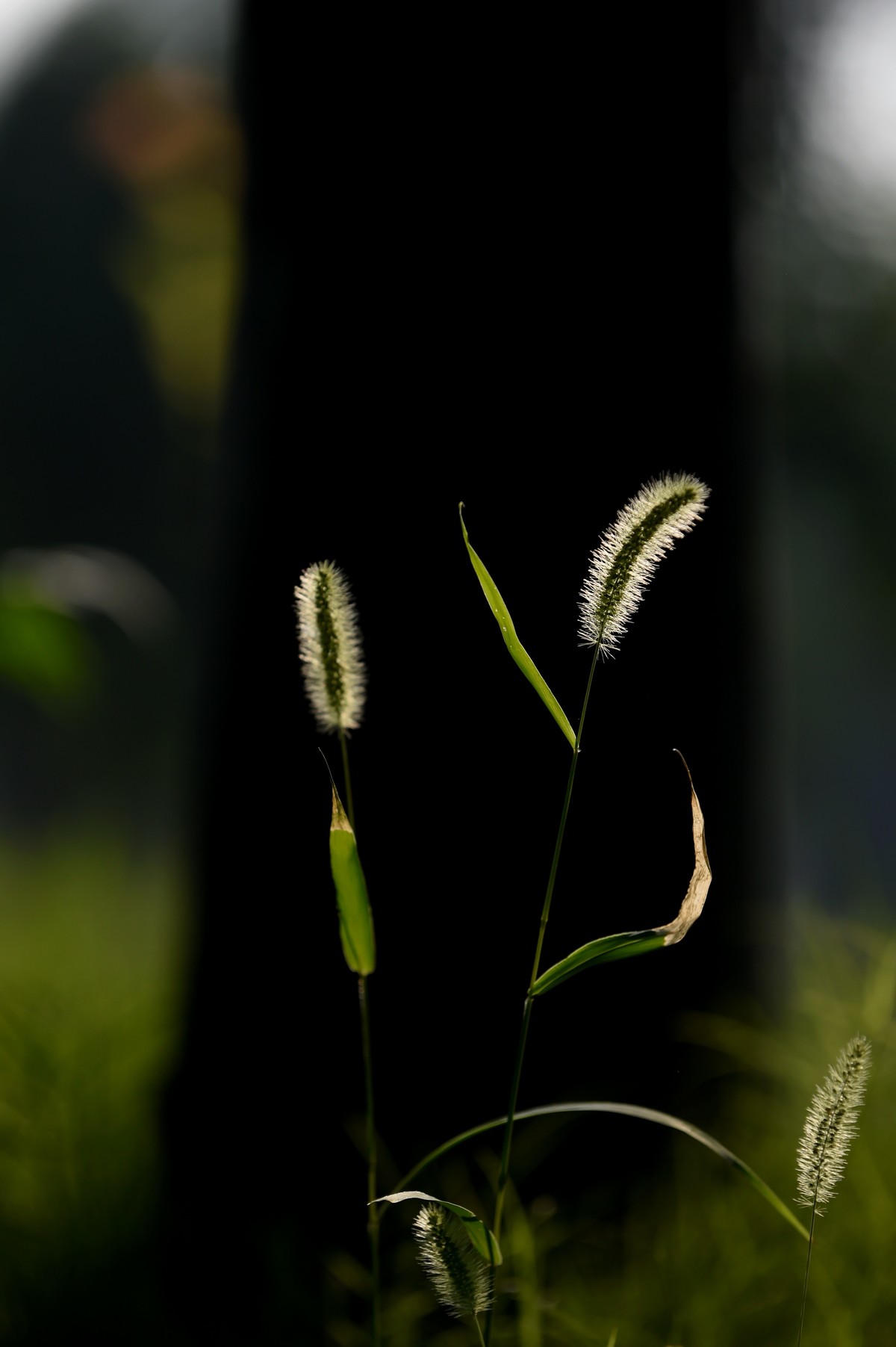 【狗尾草】宁静而美好