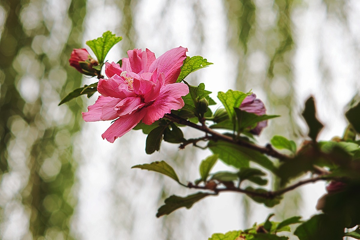 木槿花开在秋季