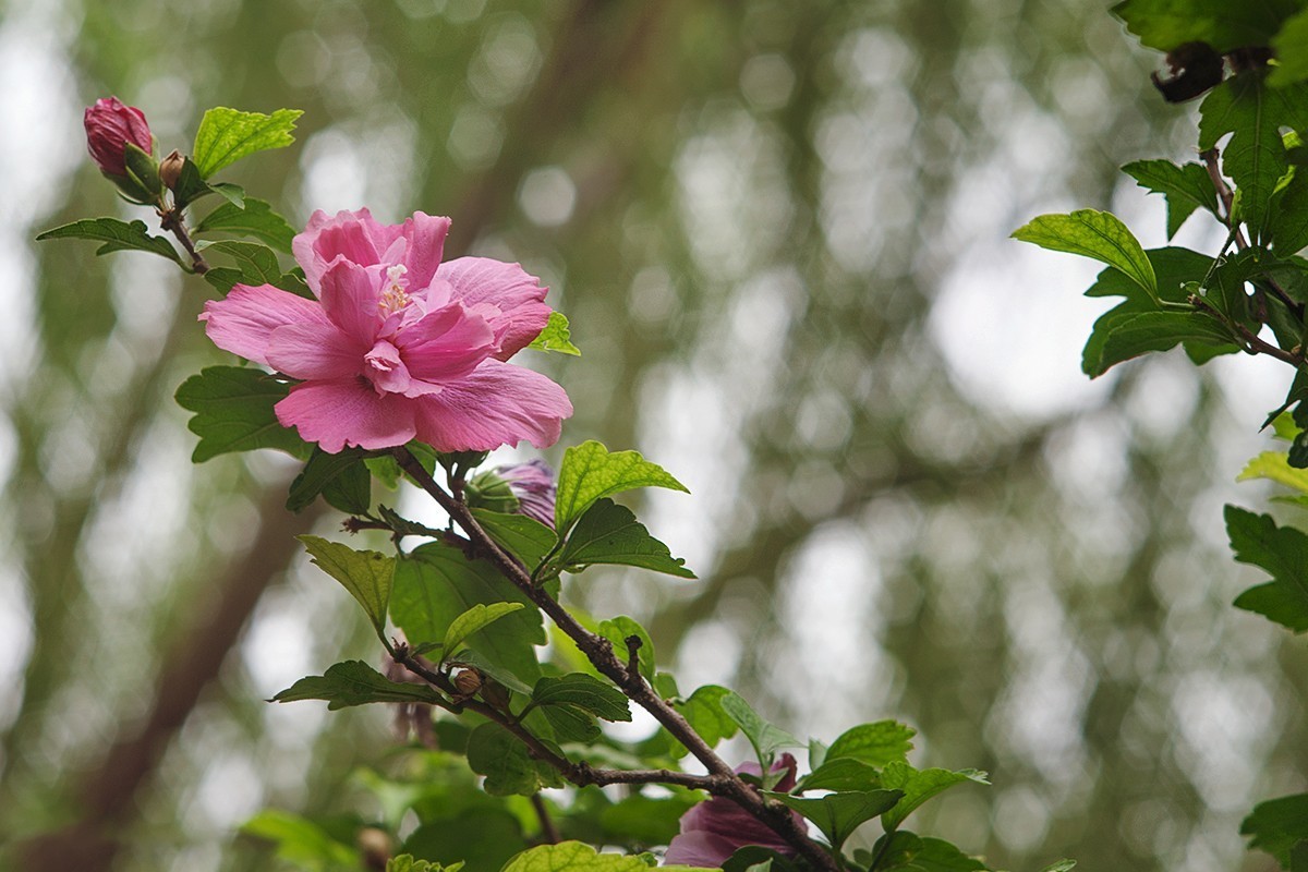 木槿花开在秋季