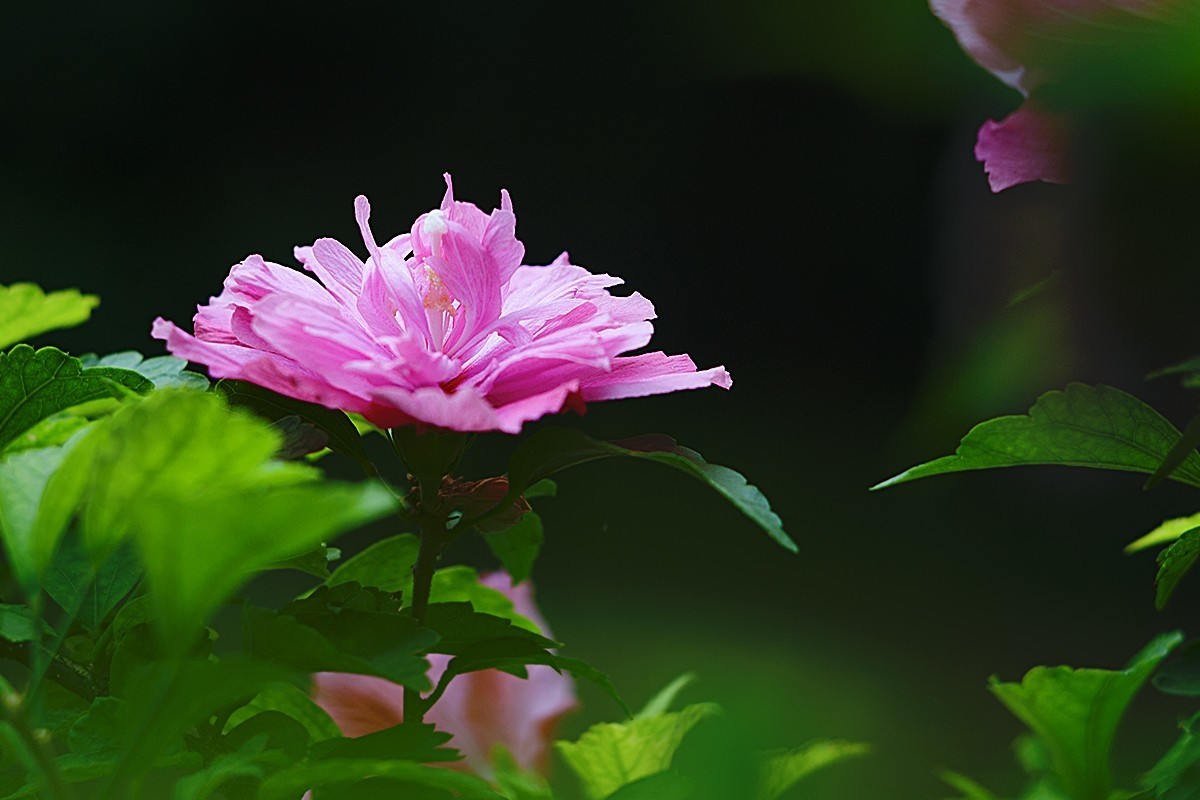 木槿花开在秋季