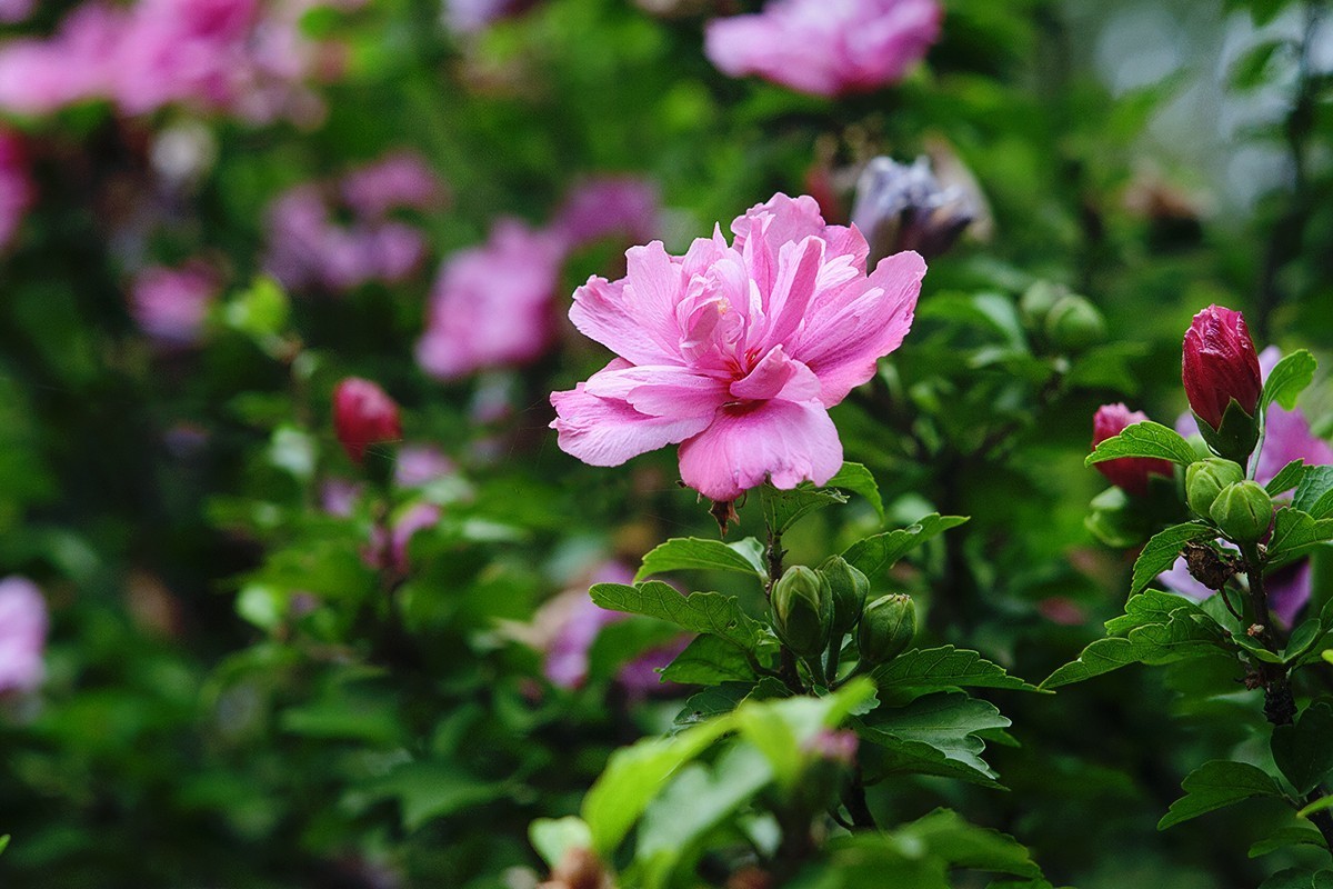 木槿花开在秋季