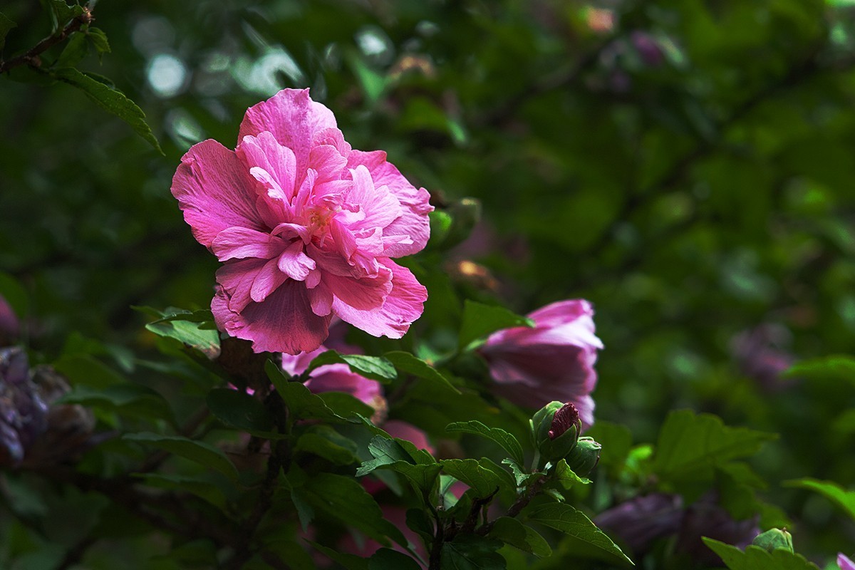 木槿花开在秋季
