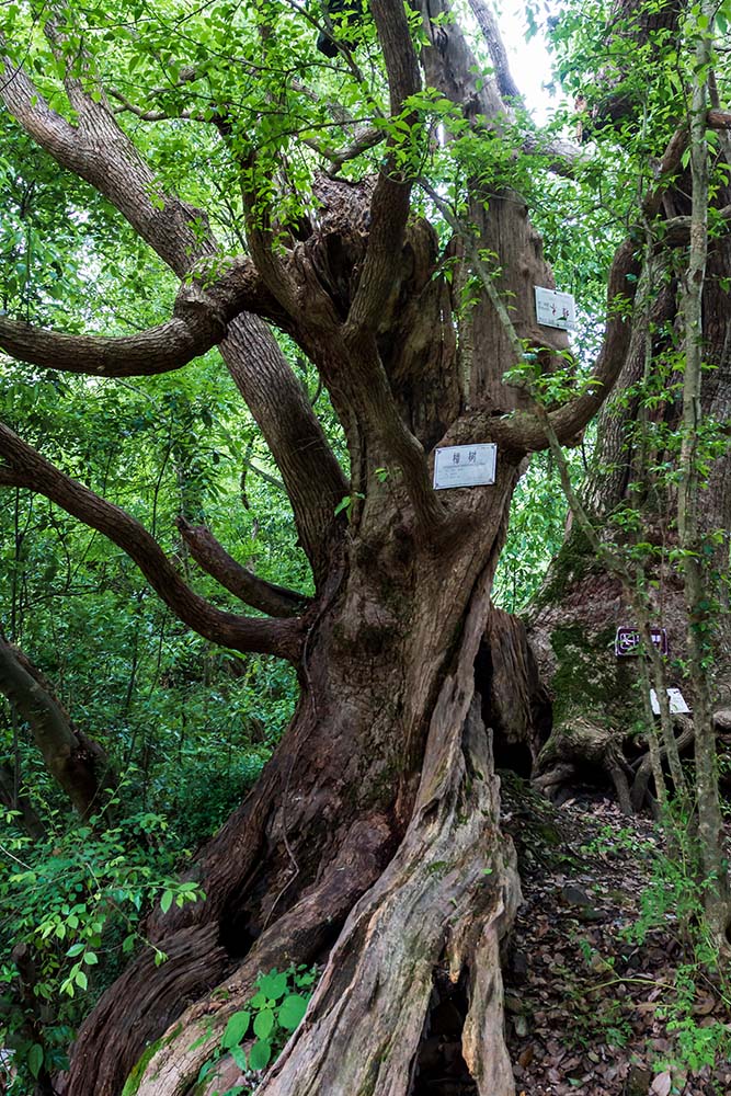 穿越千年的古文化生态村——晓起