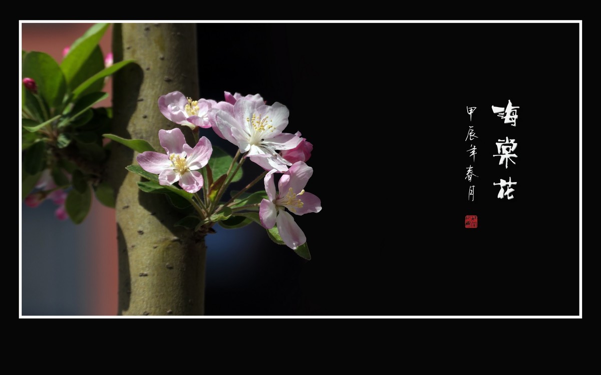 婀娜多姿的海棠花