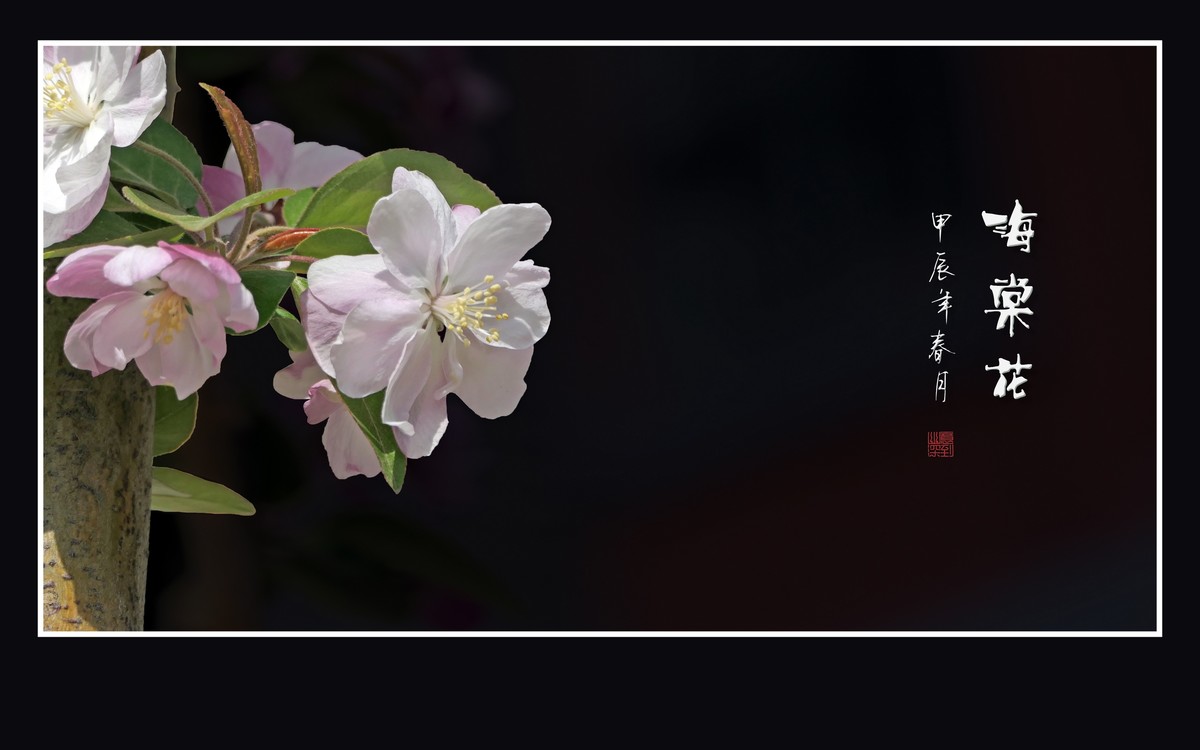 婀娜多姿的海棠花