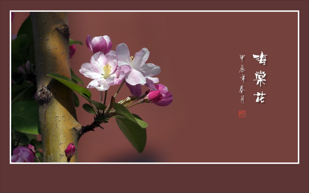 婀娜多姿的海棠花