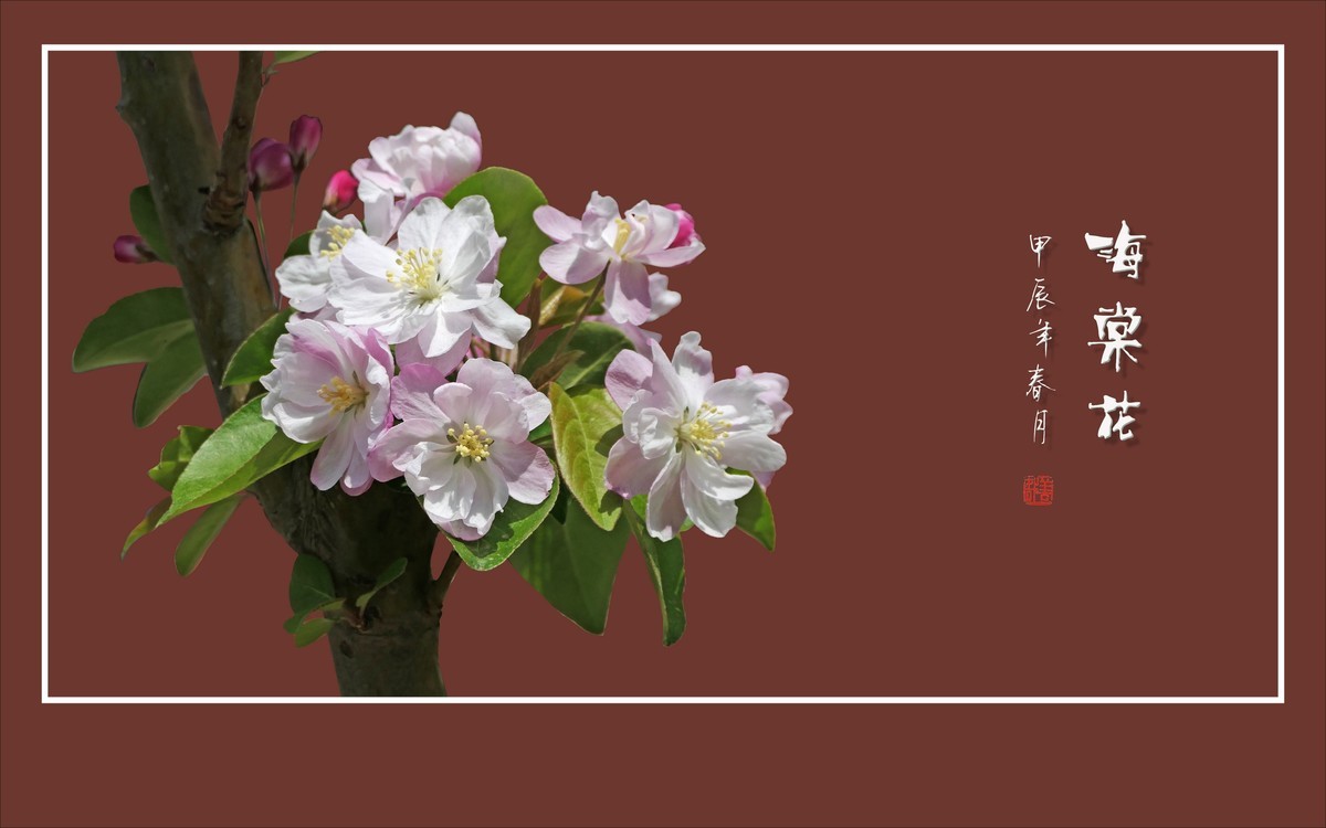 婀娜多姿的海棠花