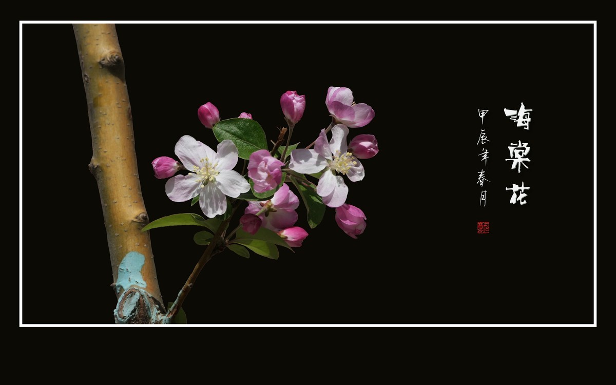 婀娜多姿的海棠花