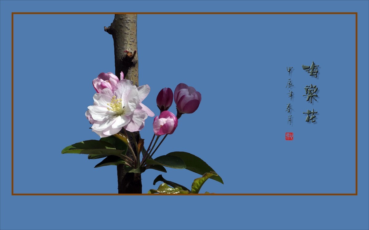 婀娜多姿的海棠花