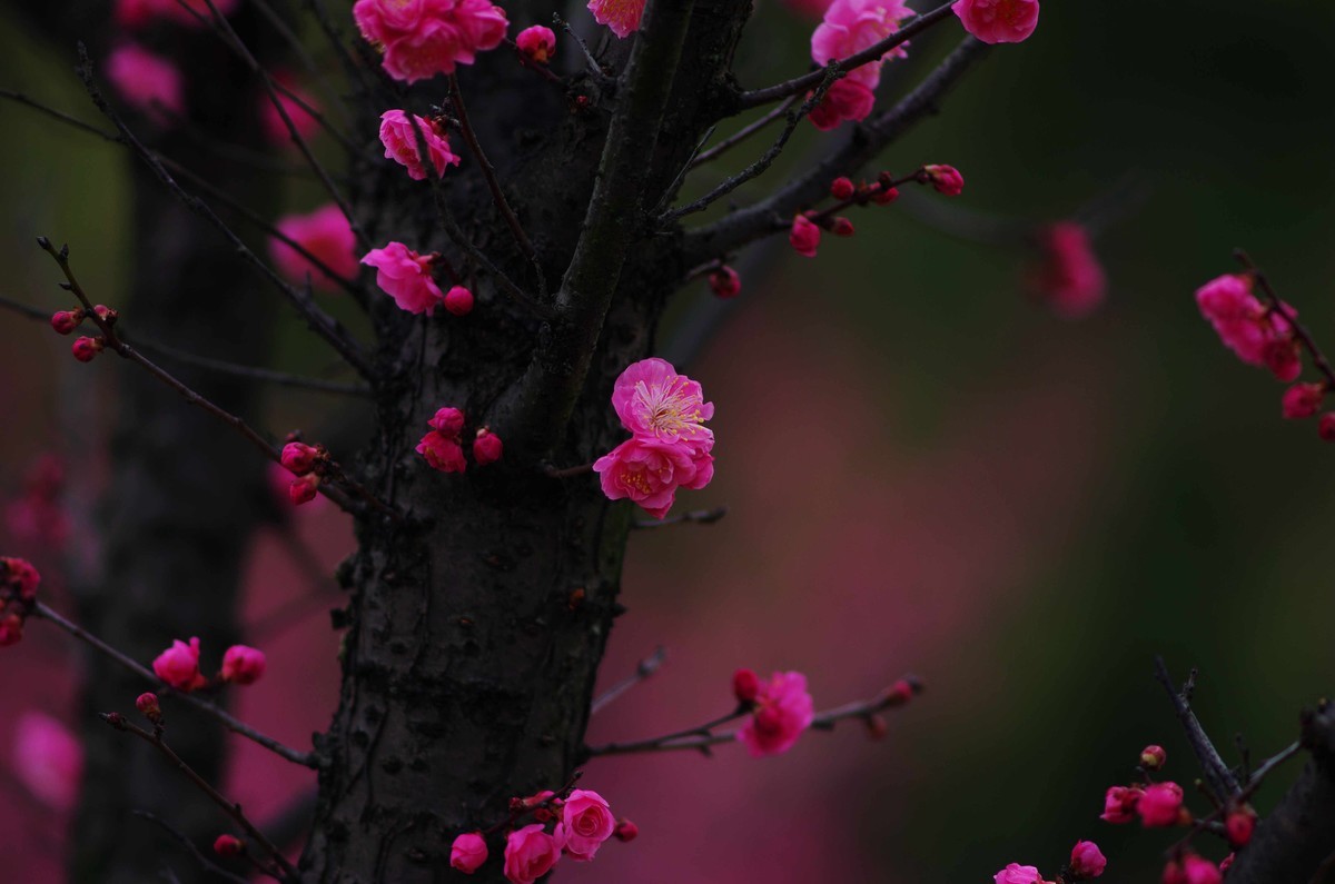 又是一年赏梅季