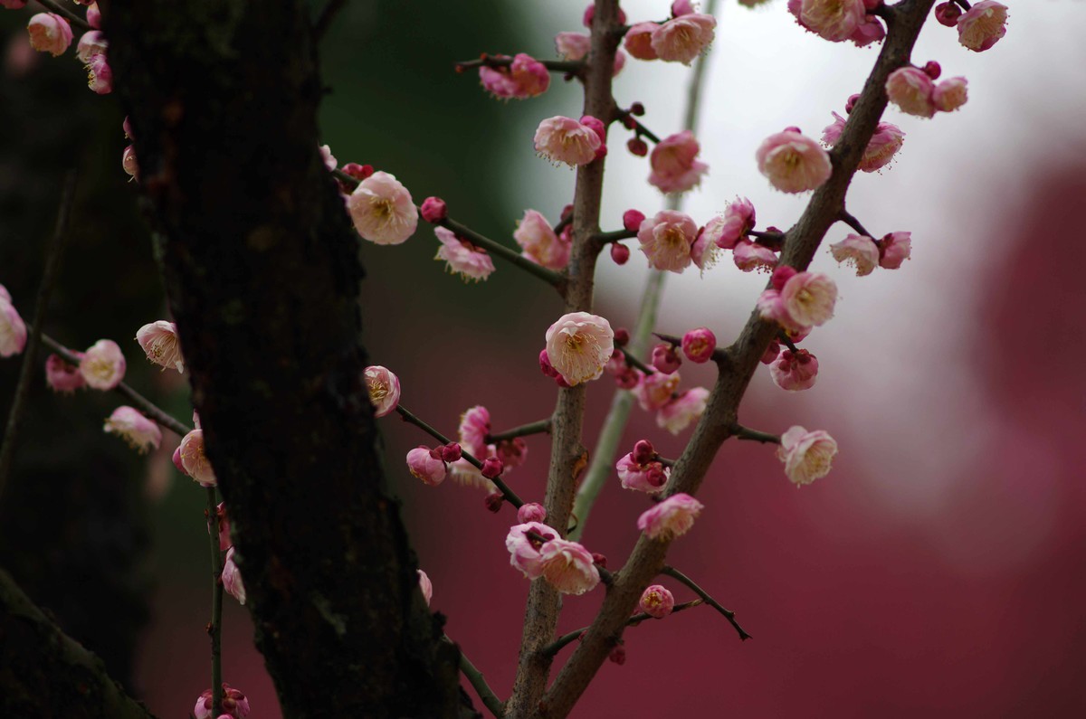 又是一年赏梅季