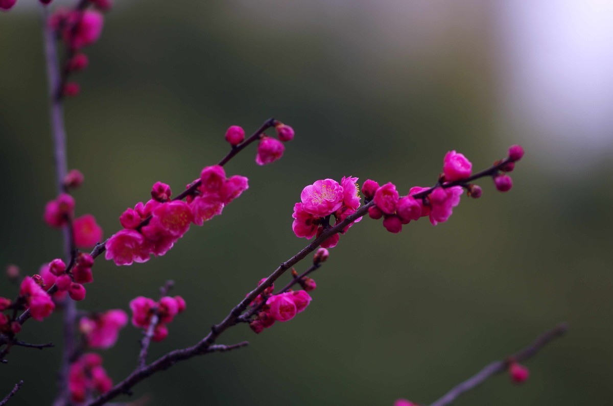 又是一年赏梅季