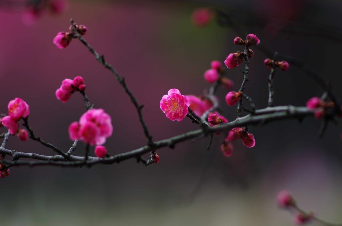 又是一年赏梅季