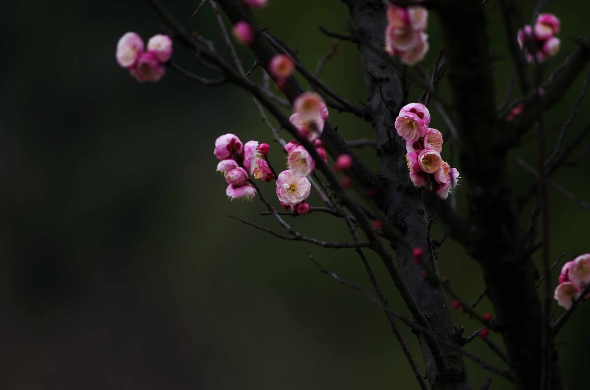 又是一年赏梅季