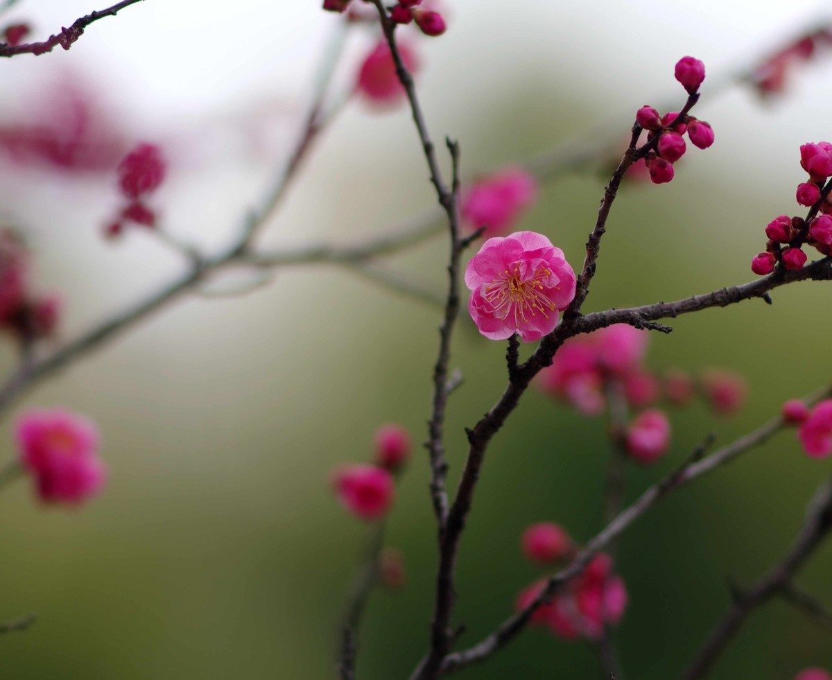 又是一年赏梅季