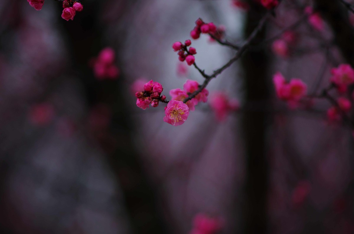 又是一年赏梅季