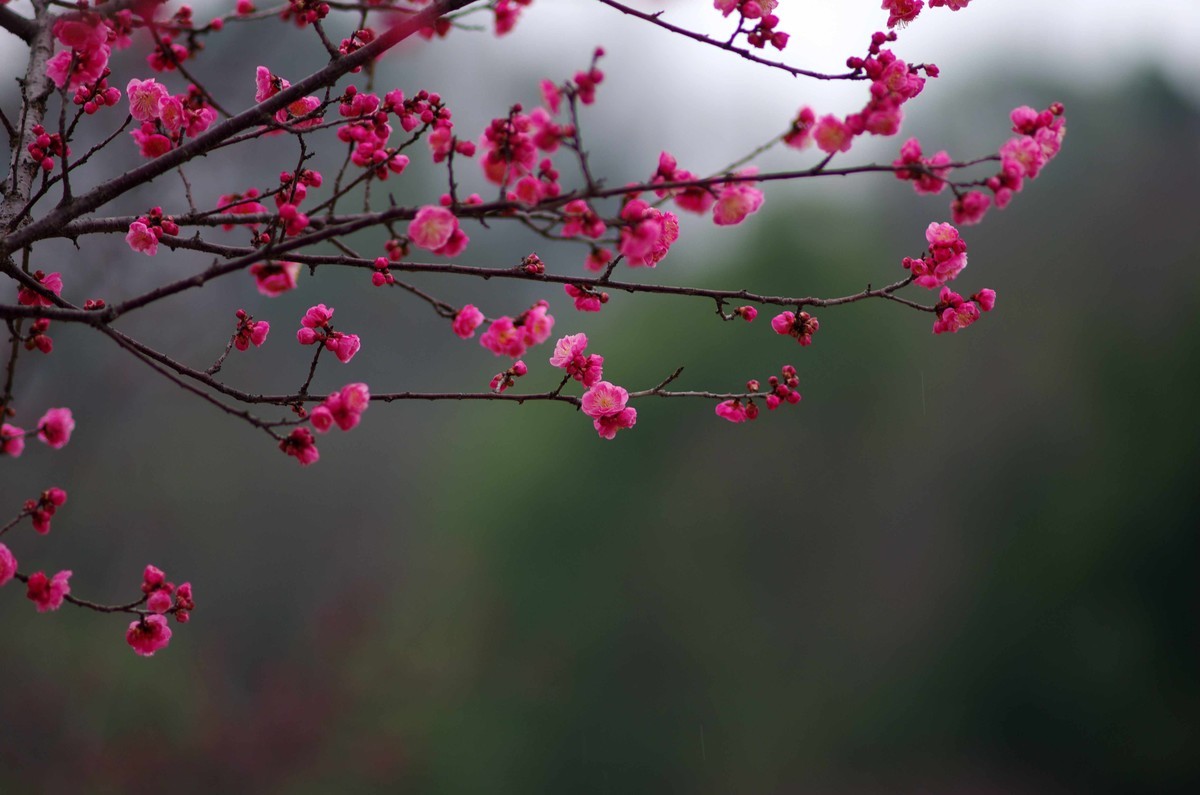 又是一年赏梅季