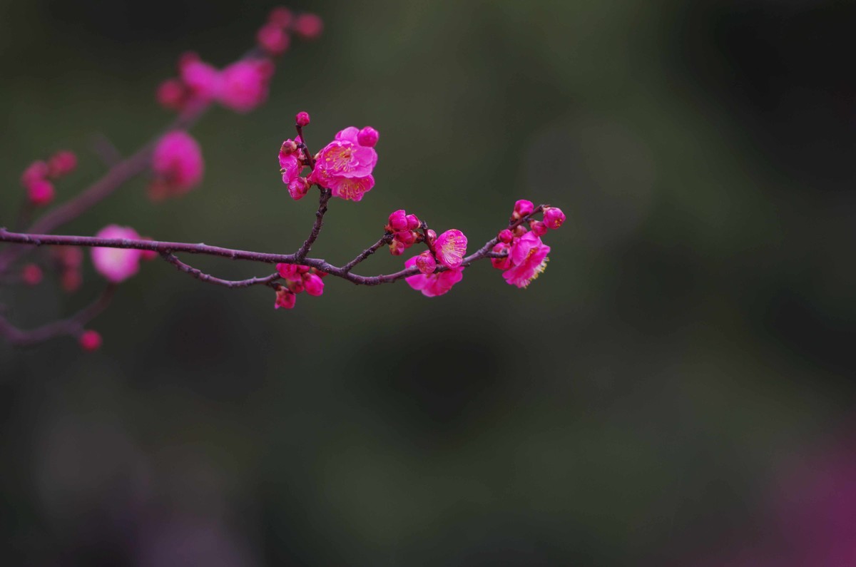 又是一年赏梅季