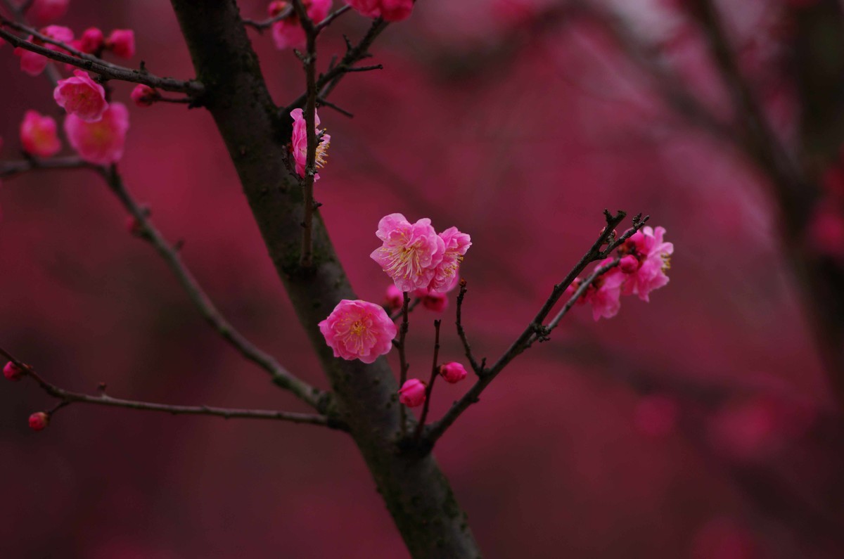 又是一年赏梅季