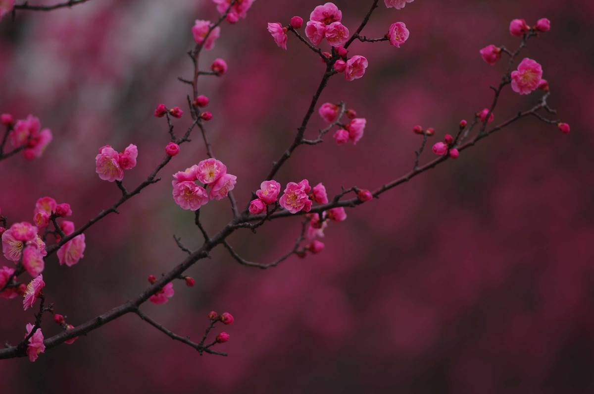 又是一年赏梅季