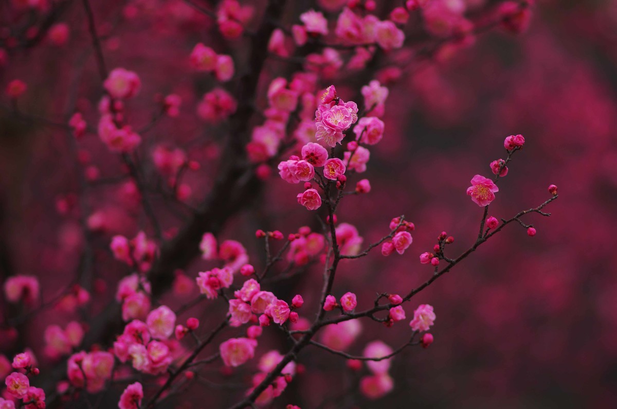 又是一年赏梅季