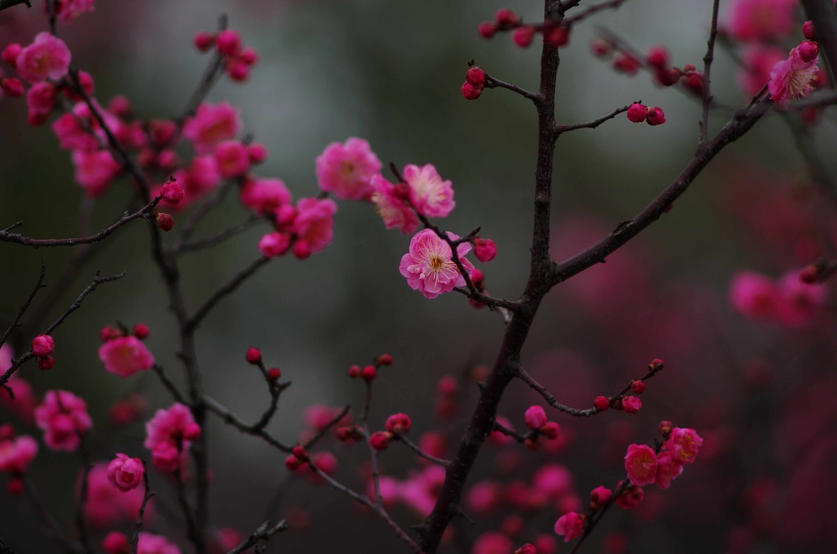 又是一年赏梅季