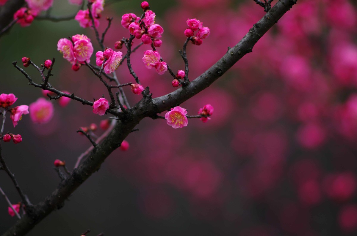 又是一年赏梅季