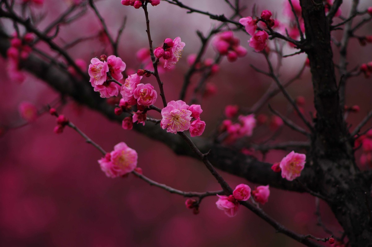 又是一年赏梅季