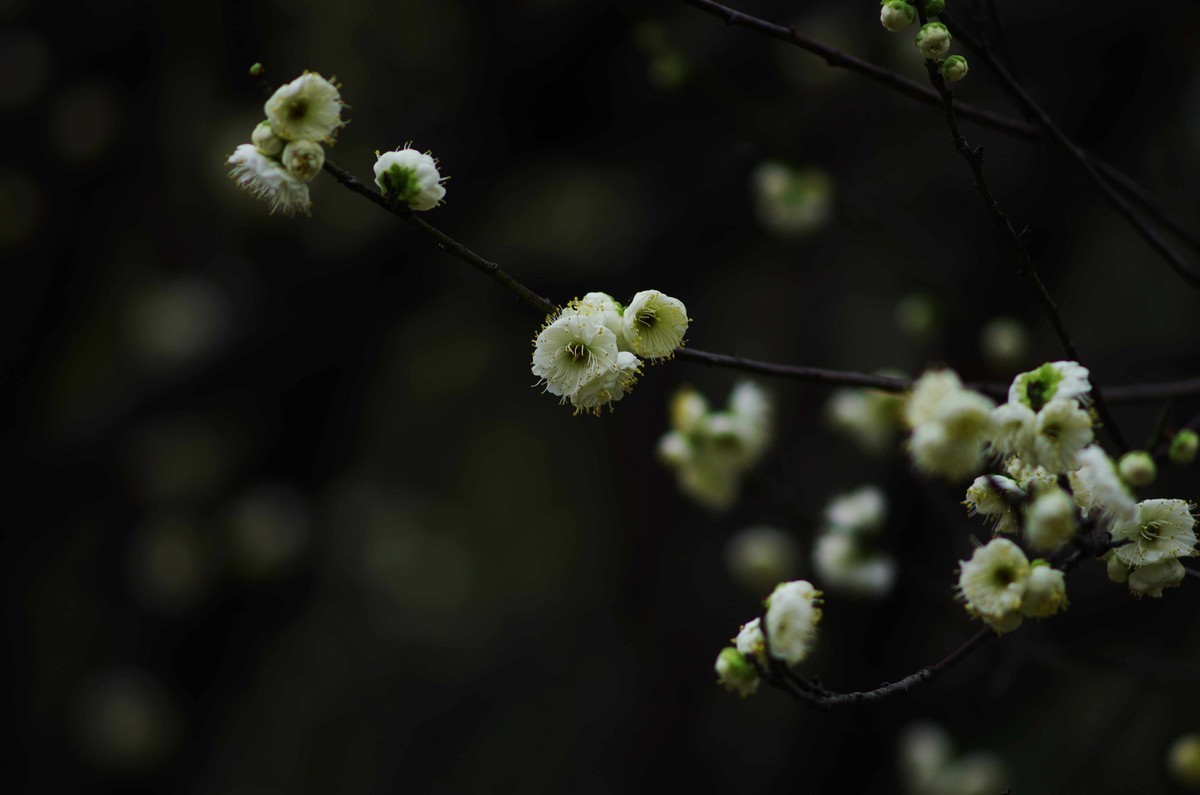 又是一年赏梅季