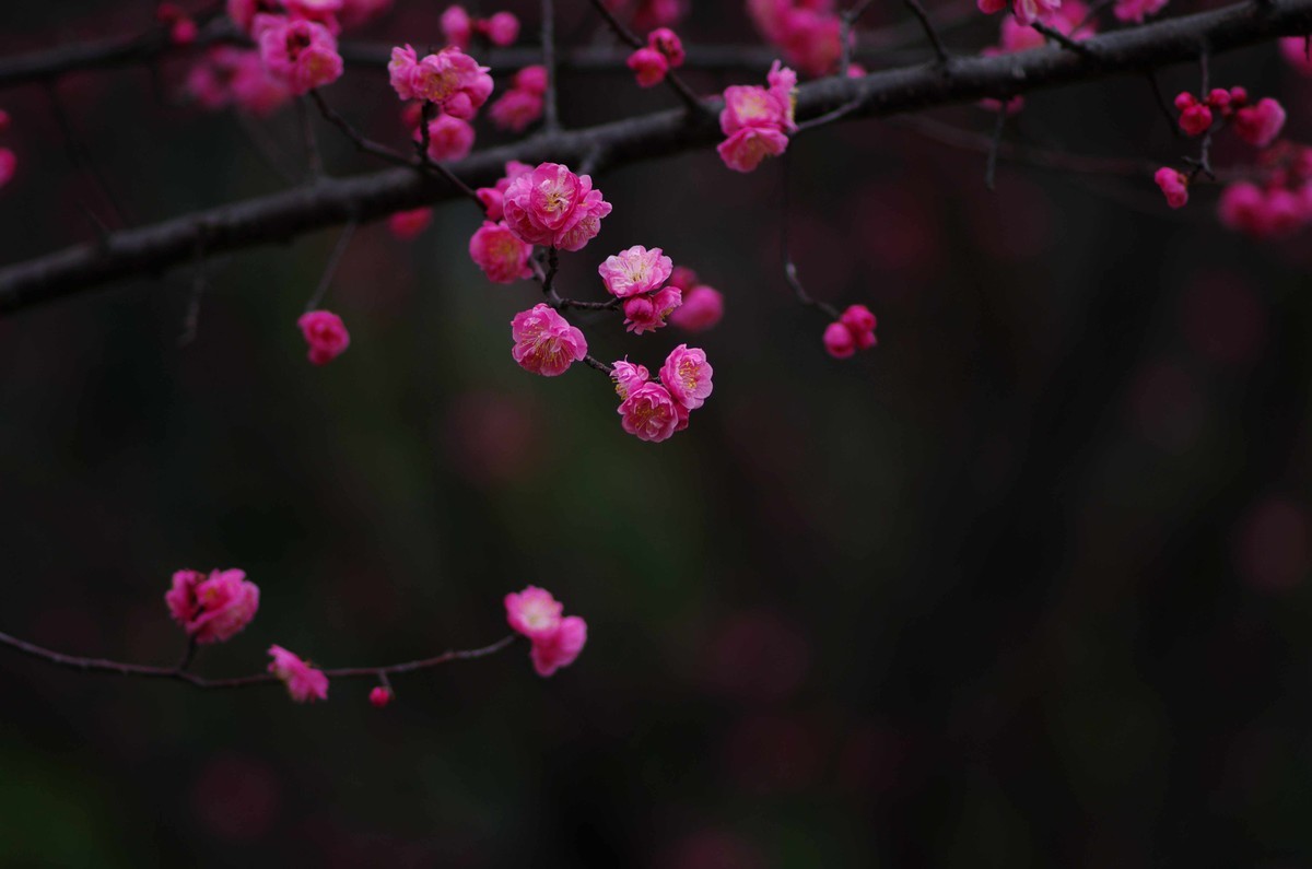 又是一年赏梅季