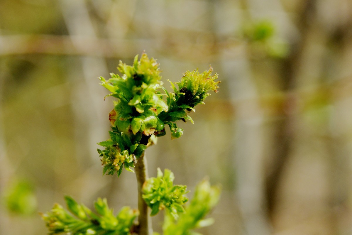 2025之春（八）－ 山楂树幼芽