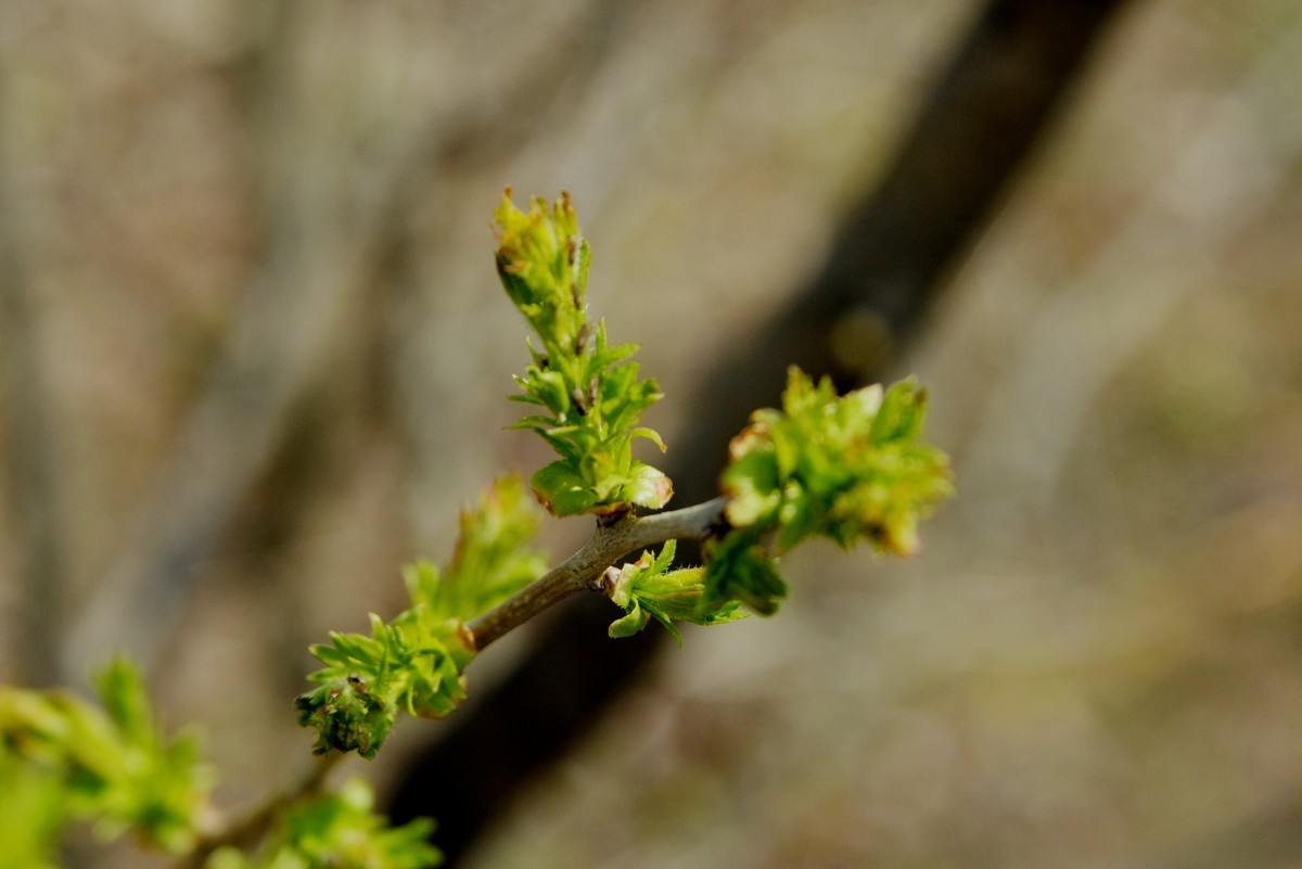 2025之春（八）－ 山楂树幼芽