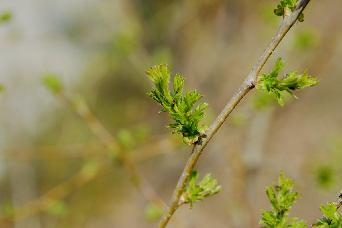 2025之春（八）－ 山楂树幼芽