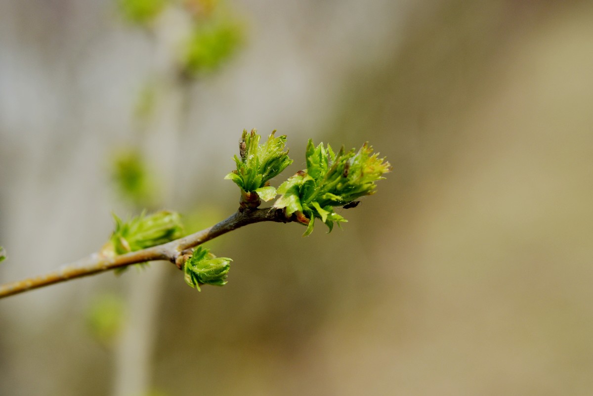 2025之春（八）－ 山楂树幼芽