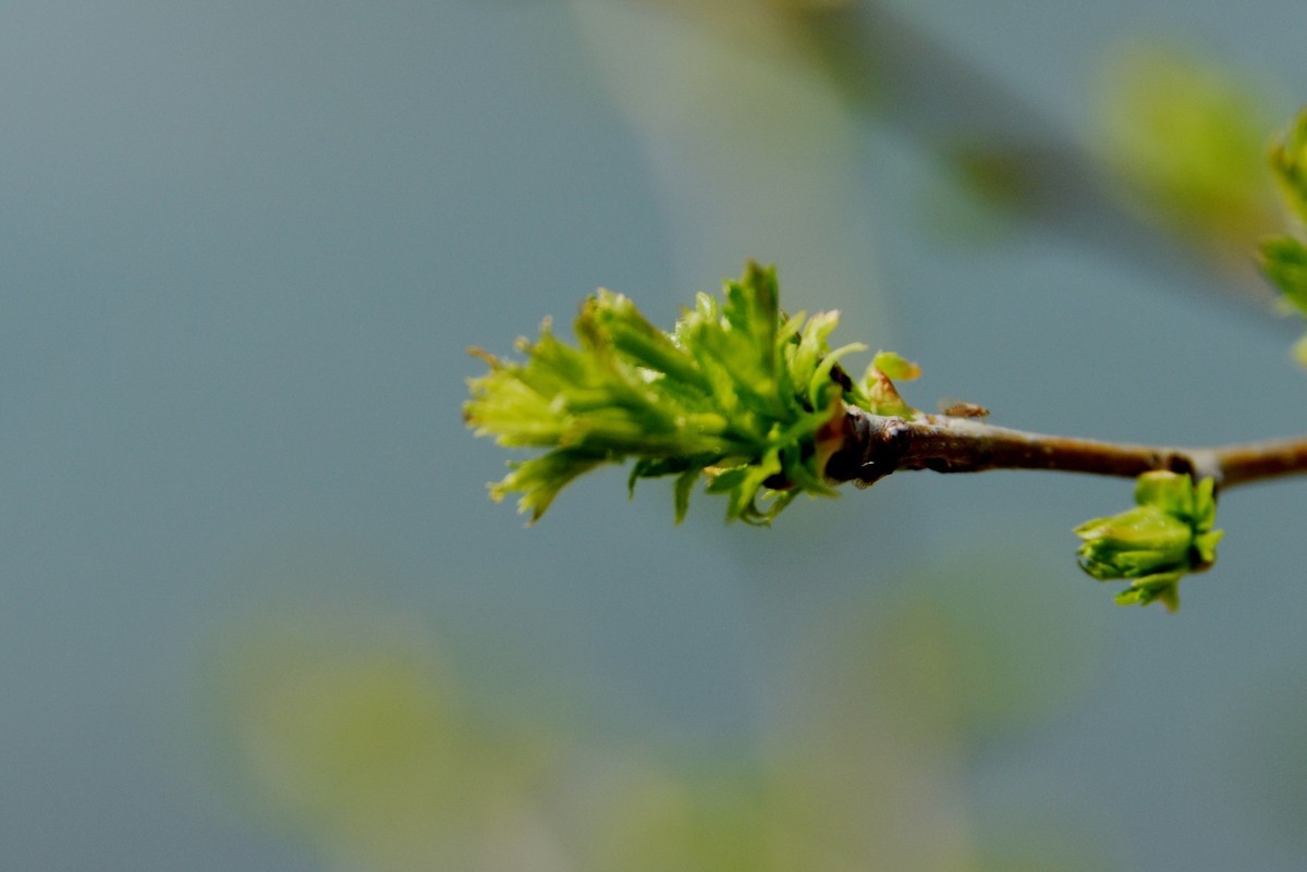 2025之春（八）－ 山楂树幼芽