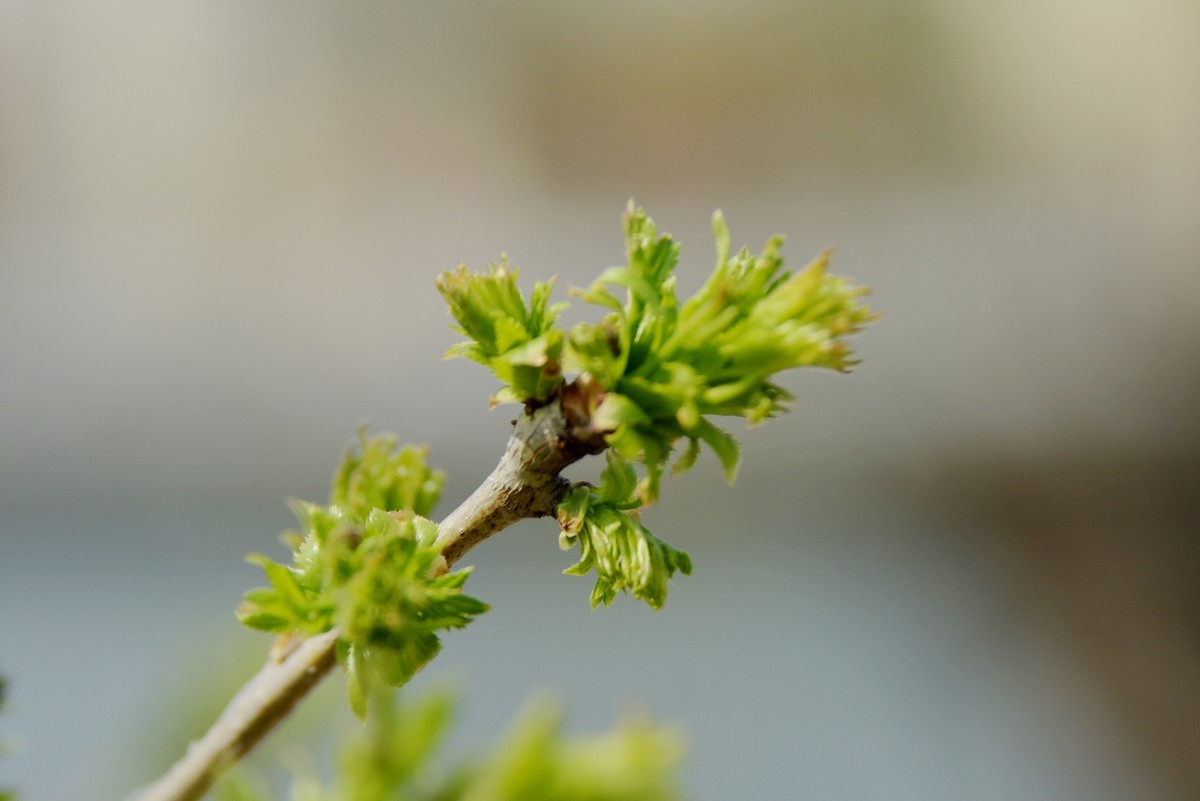 2025之春（八）－ 山楂树幼芽