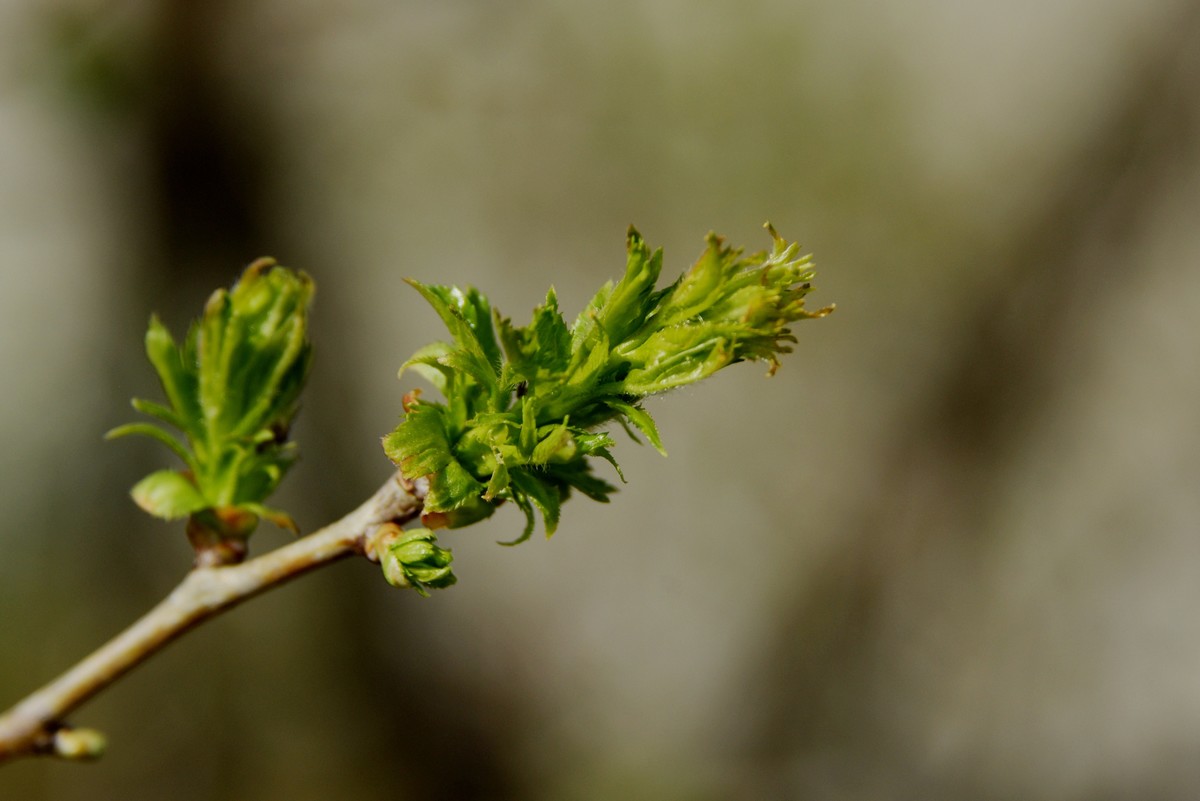 2025之春（八）－ 山楂树幼芽