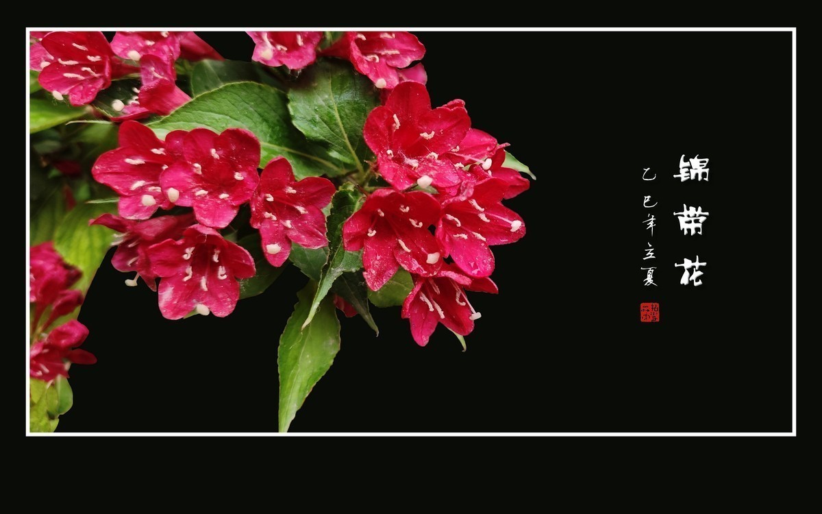 红彤彤的锦带花